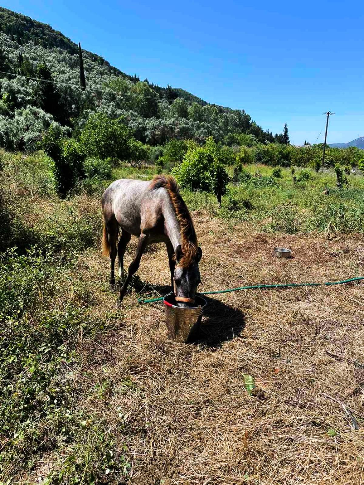Lily Home_Lefkada ~ Private Country House Kondaraíni Extérieur photo